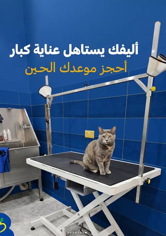 Cat on the grooming table at Pet Care, Kuwait
