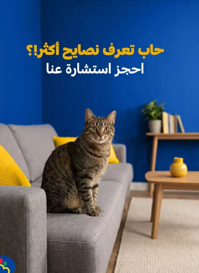 Cat at home, Pet Care Kuwait